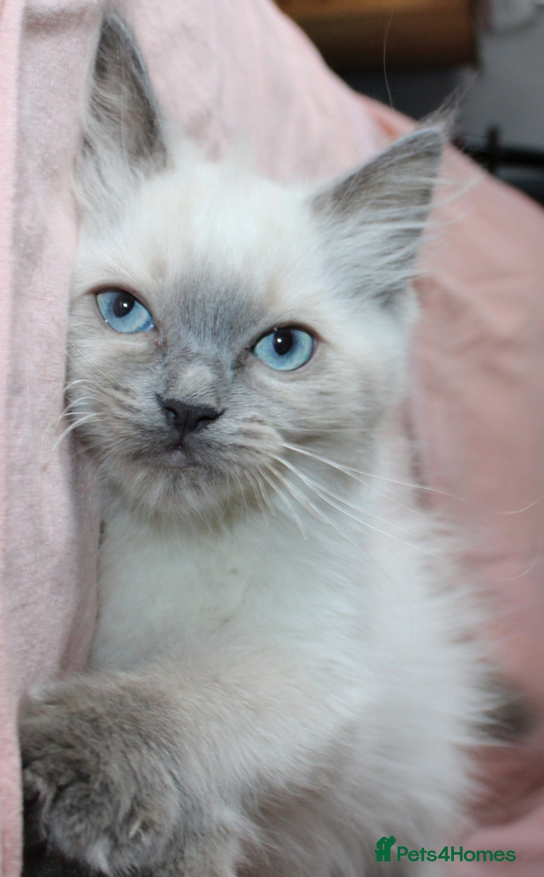 Ragdoll cats for sale: Purebred Ragdoll  - Image 11