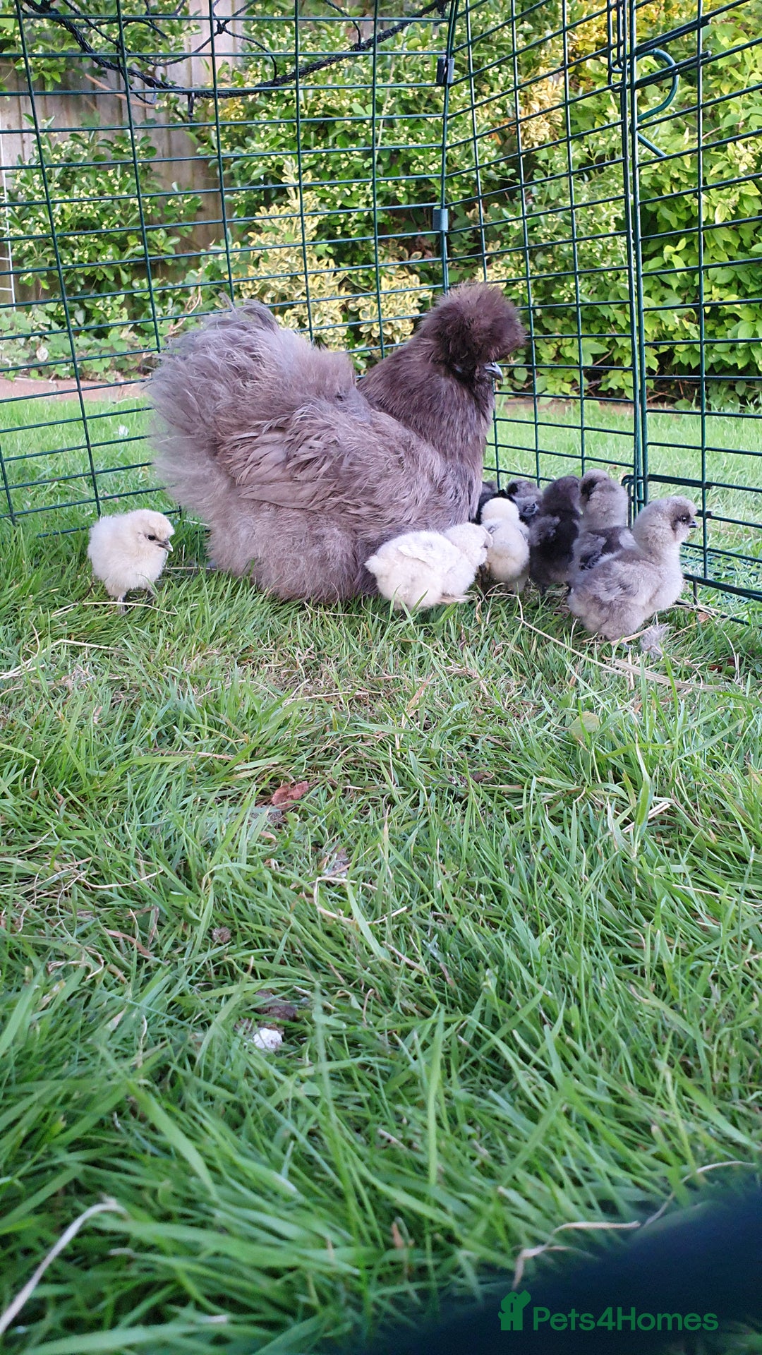 Chickens poultry for sale: Blue Bearded Silkie Hatching eggs with *Guarantee* - Image 6
