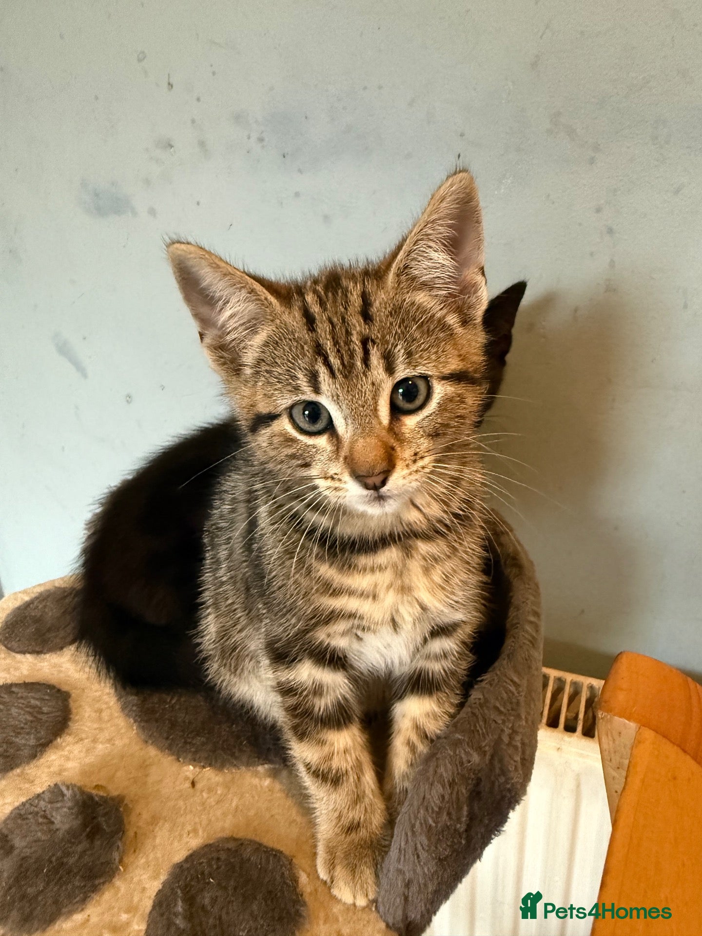 Mixed Breed cats 3black boys,2taby boys - Advert 4