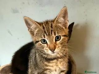 Mixed Breed cats 3black boys,2taby boys - Advert 4