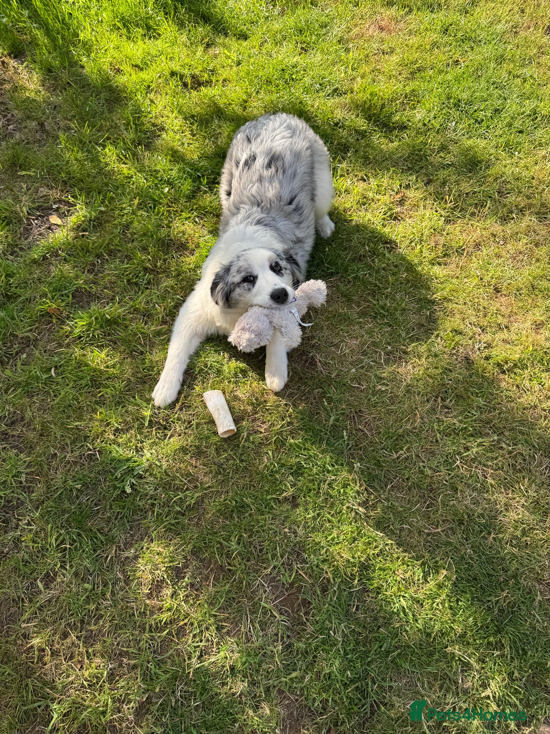 Australian Shepherd dogs for sale: Misty - Image 6