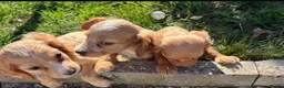 Cocker Spaniel dogs for sale: Cocker spaniel puppies  in Maldon - Advert 8