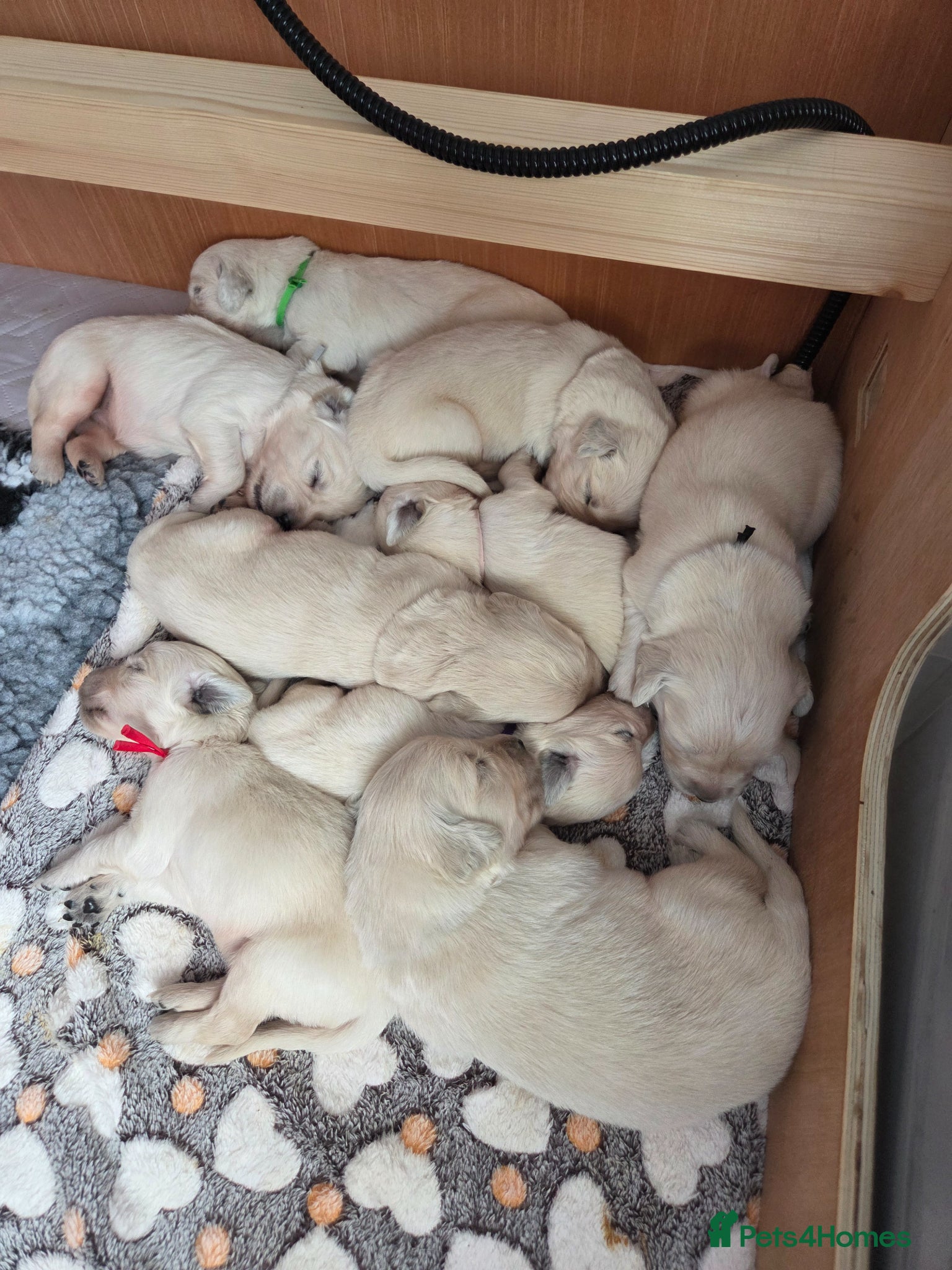 Golden Retriever dogs Beautiful KC Golden Retriever Puppies- Cream/White - Advert 2