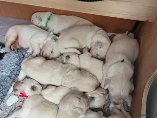 Golden Retriever dogs Beautiful KC Golden Retriever Puppies- Cream/White - Advert 2