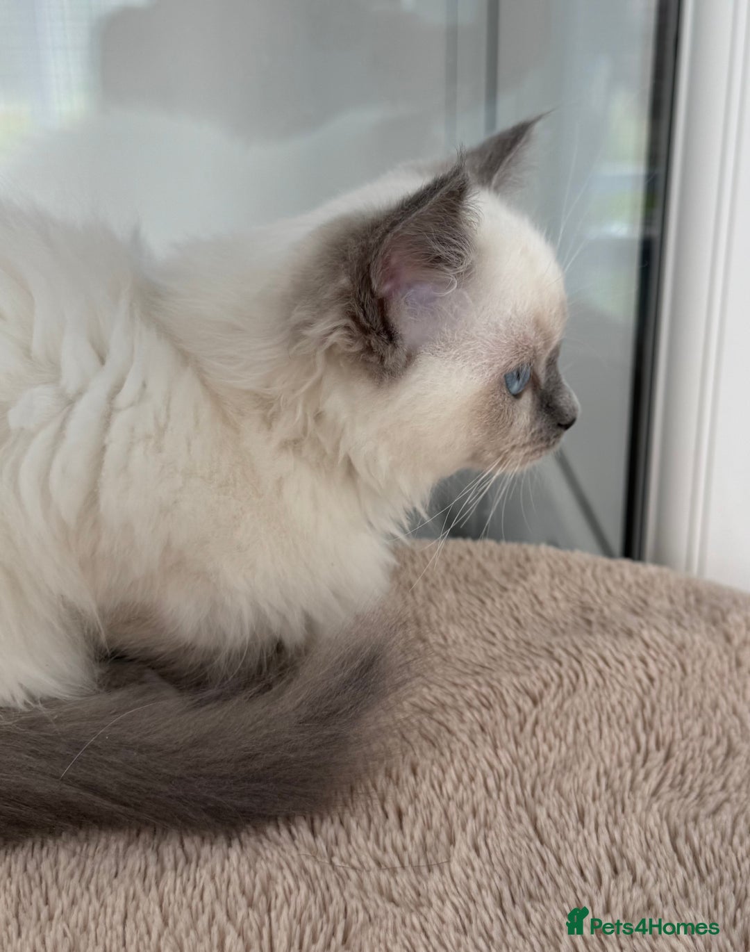 Ragdoll cats for sale: Champion Sired GCCF Registered Ragdoll Kittens - Image 11
