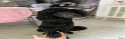 Poodle dogs for stud: Gorgeous poodle for stud only in Mold - Advert 2