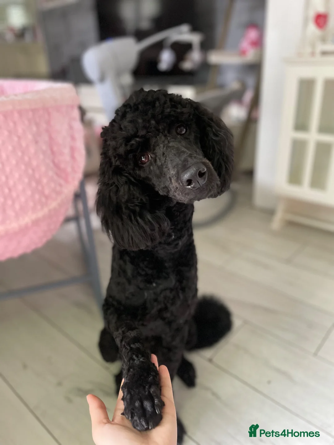 Poodle dogs for stud: Gorgeous poodle for stud only in Mold - Advert 2