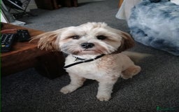 Tibetan Terrier dogs for sale: Tabettan terreir - Image 1