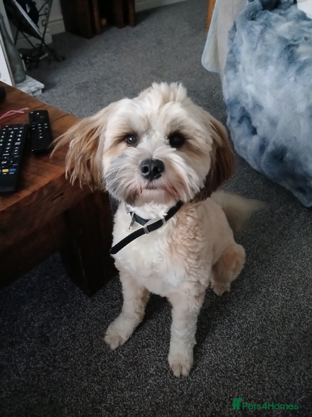 Tibetan Terrier dogs for sale: Tabettan terreir - Image 1