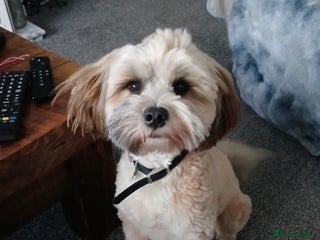 Tibetan Terrier dogs for sale - Advert 1