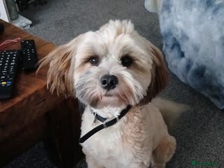 Tibetan Terrier dogs Tabettan terreir - Advert 2