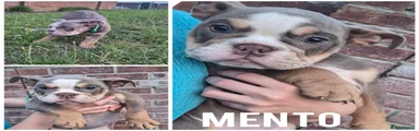 MENTO English Bulldog FEMALE 