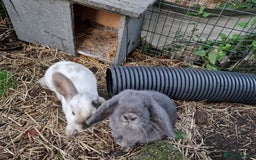 Mini Lop rabbits for sale: Bonded pair of cute friendly young mini lop boys - Image 4