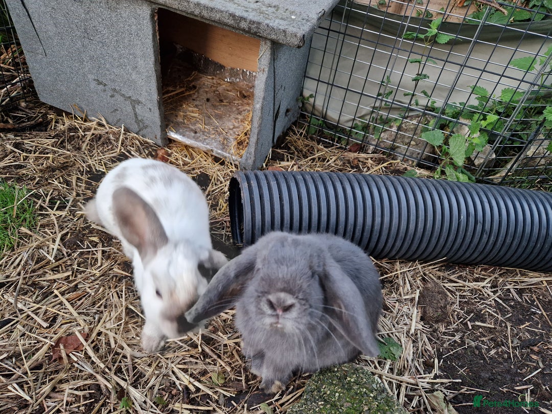 Mini Lop rabbits for sale: Bonded pair of cute friendly young mini lop boys - Image 4