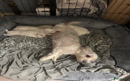 Maltese dogs for sale: Maltese puppies for sale  - Advert 4