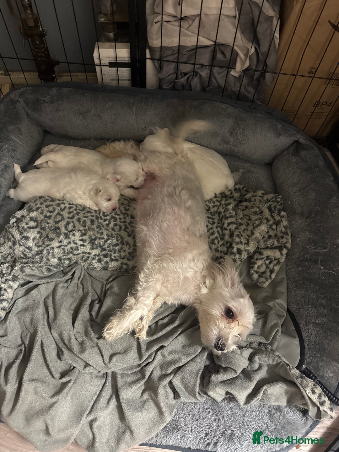 Maltese dogs for sale: Maltese puppies for sale  - Advert 4