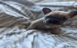 French Bulldog dogs for sale: French bulldog puppies - Image 11