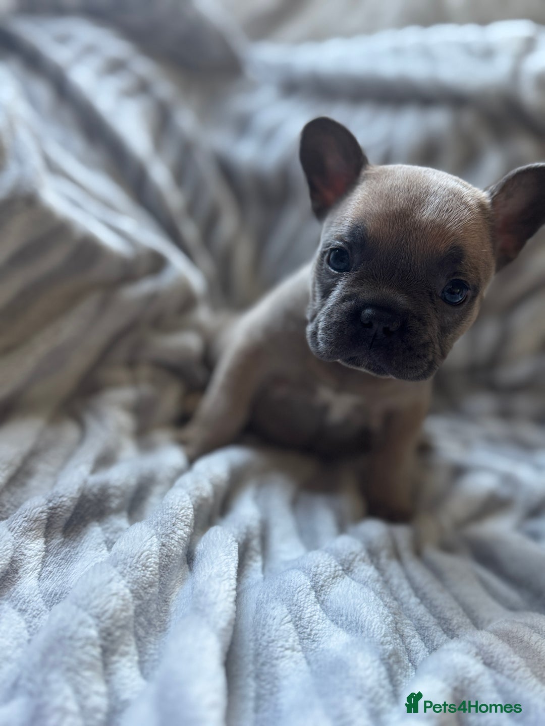 French Bulldog dogs for sale: French bulldog puppies - Image 11