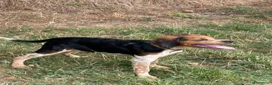 Brittany Spaniel 1