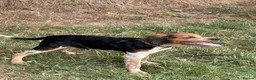 Brittany Spaniel dogs for sale: Brittanys  - Advert 3