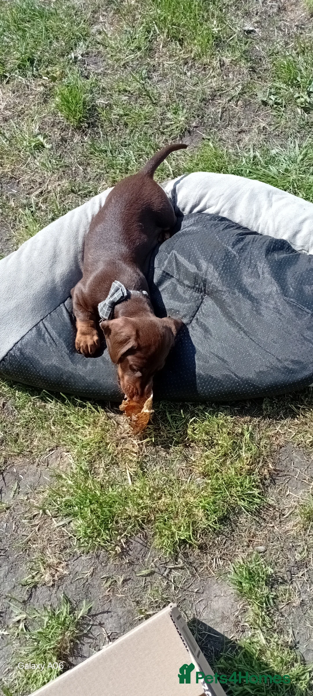 Miniature Dachshund dogs for sale: Stunning Chocolate & Tan Miniature Dachshund - Advert 8