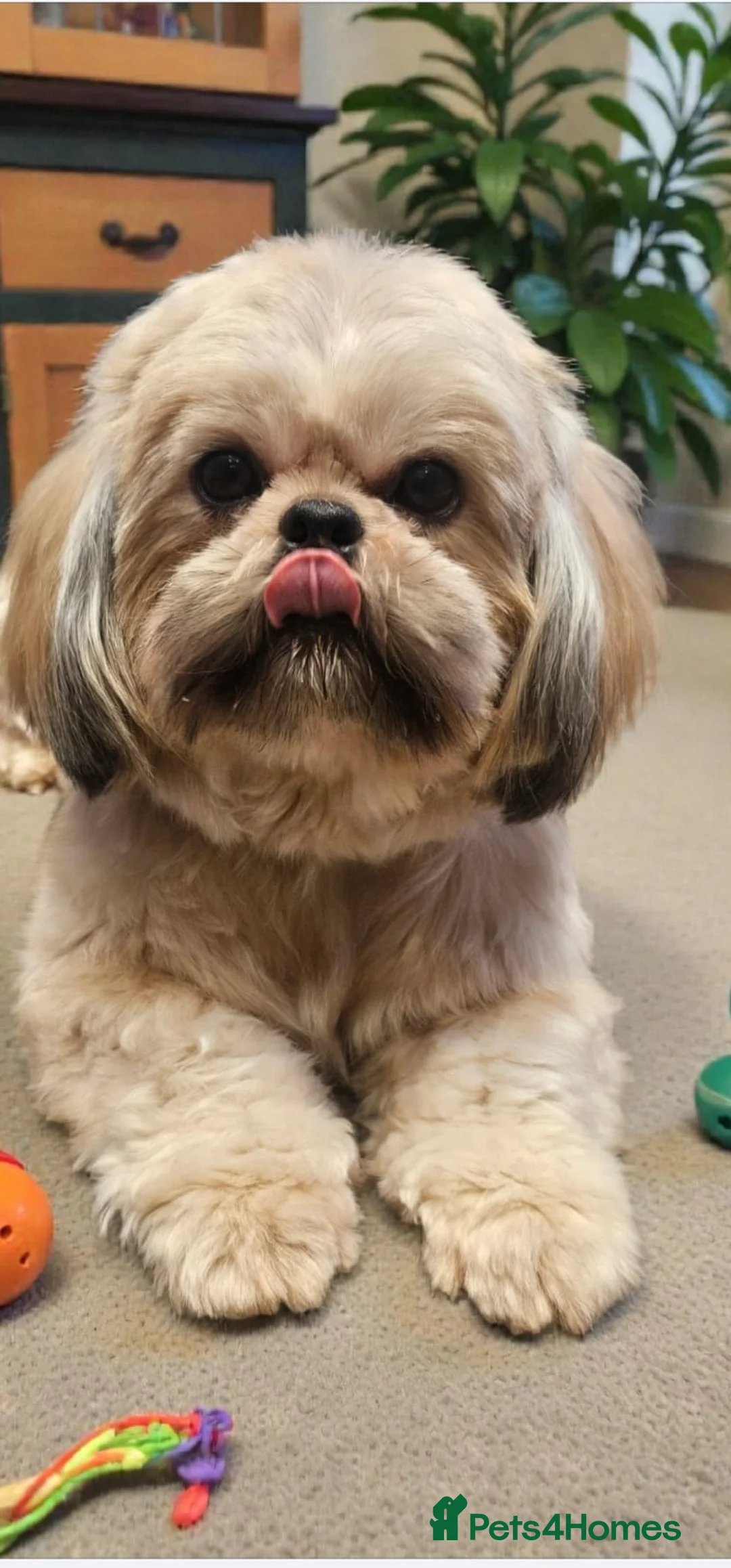 Shih Tzu dogs for sale: 💞TOP QUALITY 💞ADULT SHIH TZU 💞 - Advert 1