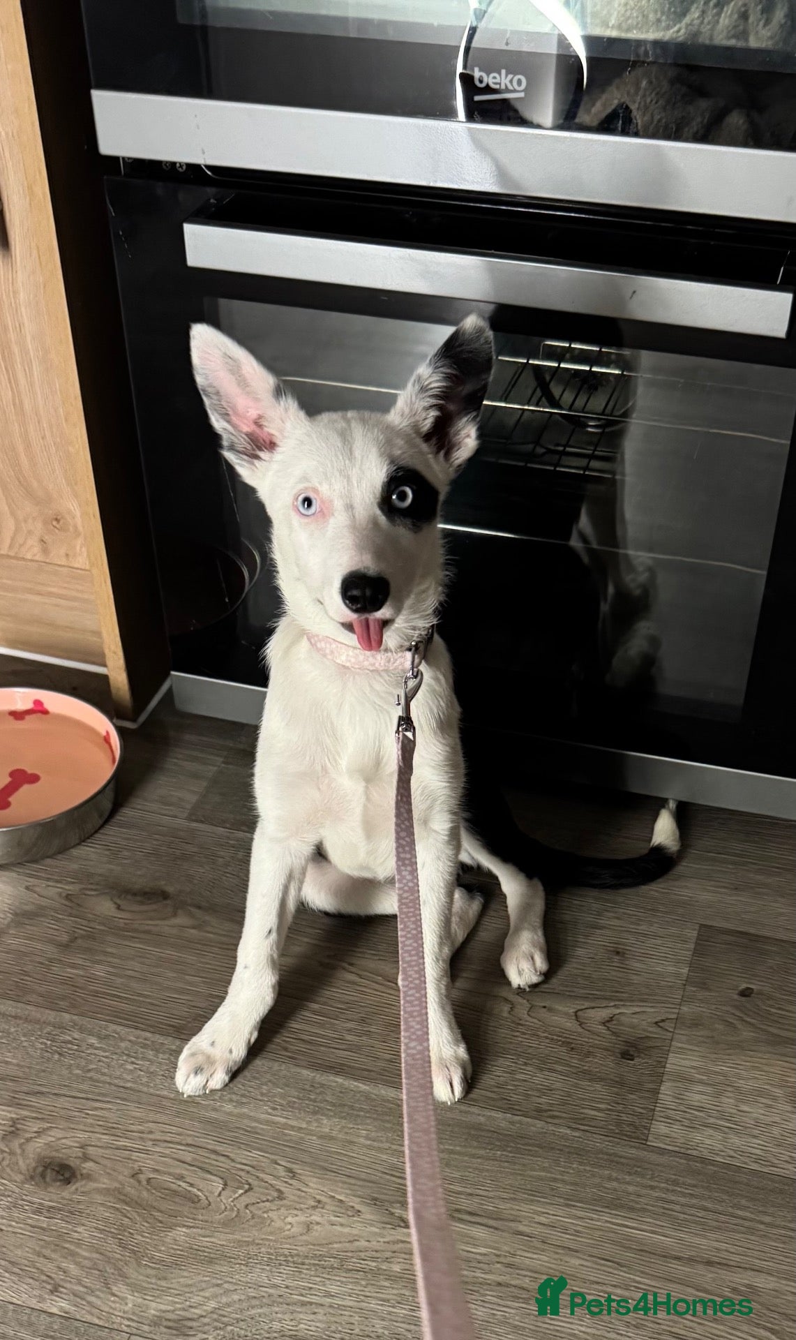 Welsh Collie dogs for sale: Patch  - Advert 4