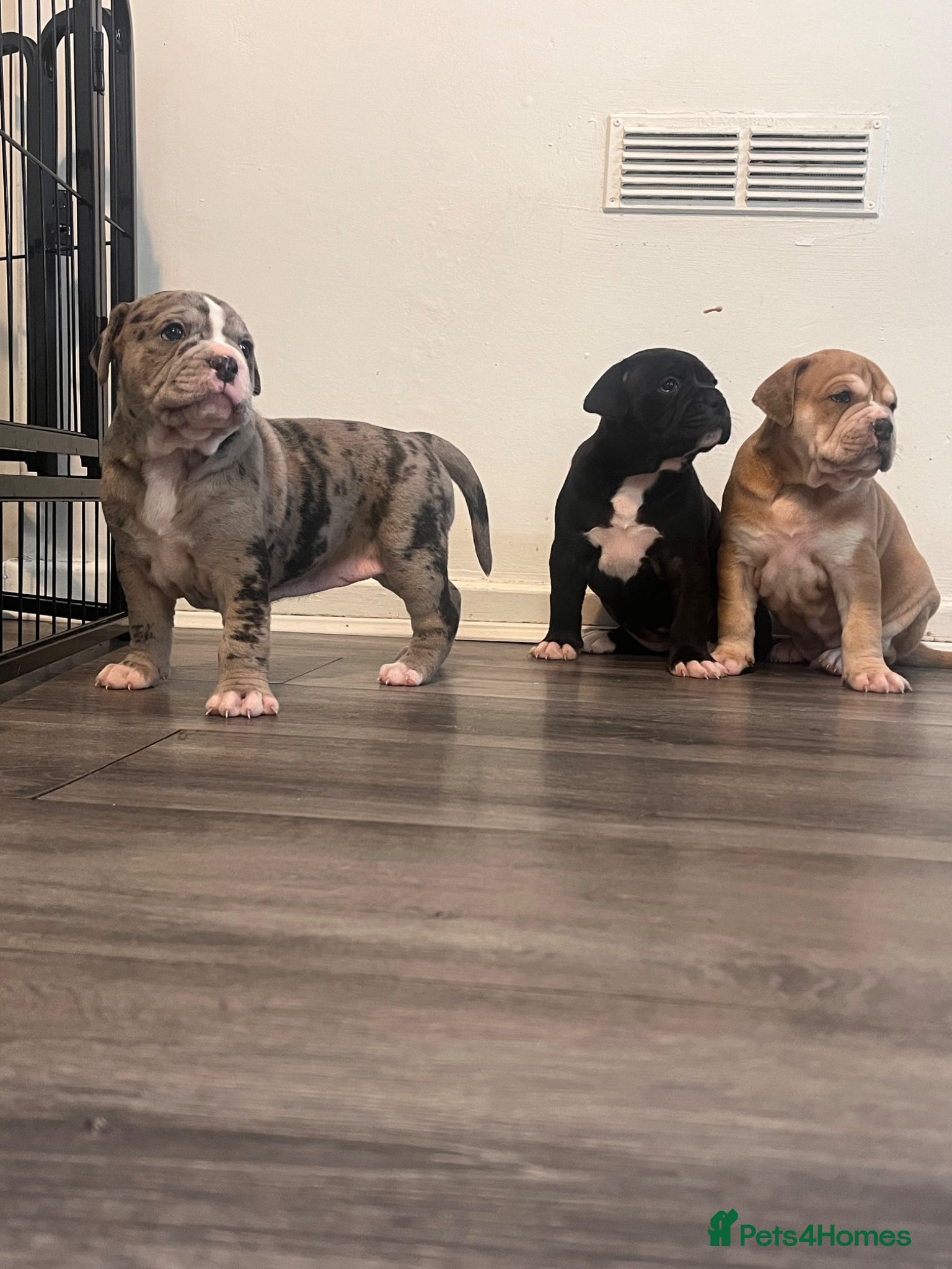 Alapaha Blue Blood Bulldog dogs Alapaha blue blood bulldog - Advert 1
