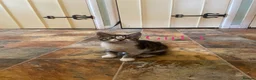 British Shorthair cats for sale: British Shorthair Kittens  - Advert 7