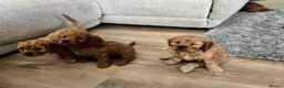 Cavapoo dogs for sale: F1 Cavpoos 4 Girls 1 Boy - Advert 6