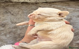 Chihuahua dogs for sale: 💖 Esquire litter of chihuahua puppies 💖 - Advert 4