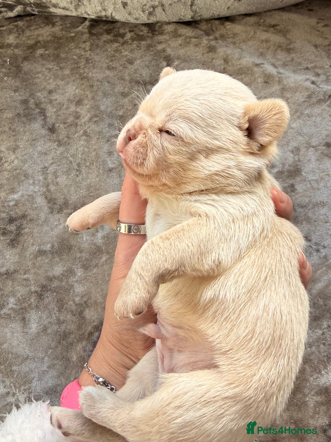 Chihuahua dogs for sale: 💖 Esquire litter of chihuahua puppies 💖 - Advert 4