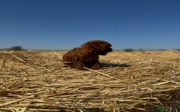 Toy Poodle dogs for sale: Toy Poodle Puppy – Red Apricot Girl - Image 16