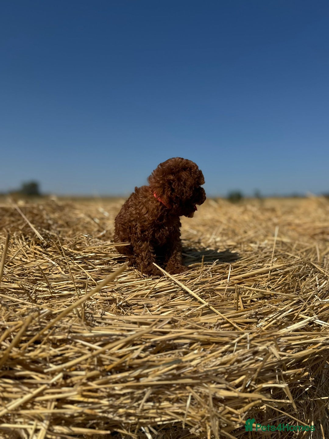 Toy Poodle dogs for sale: Toy Poodle Puppy – Red Apricot Girl - Image 16