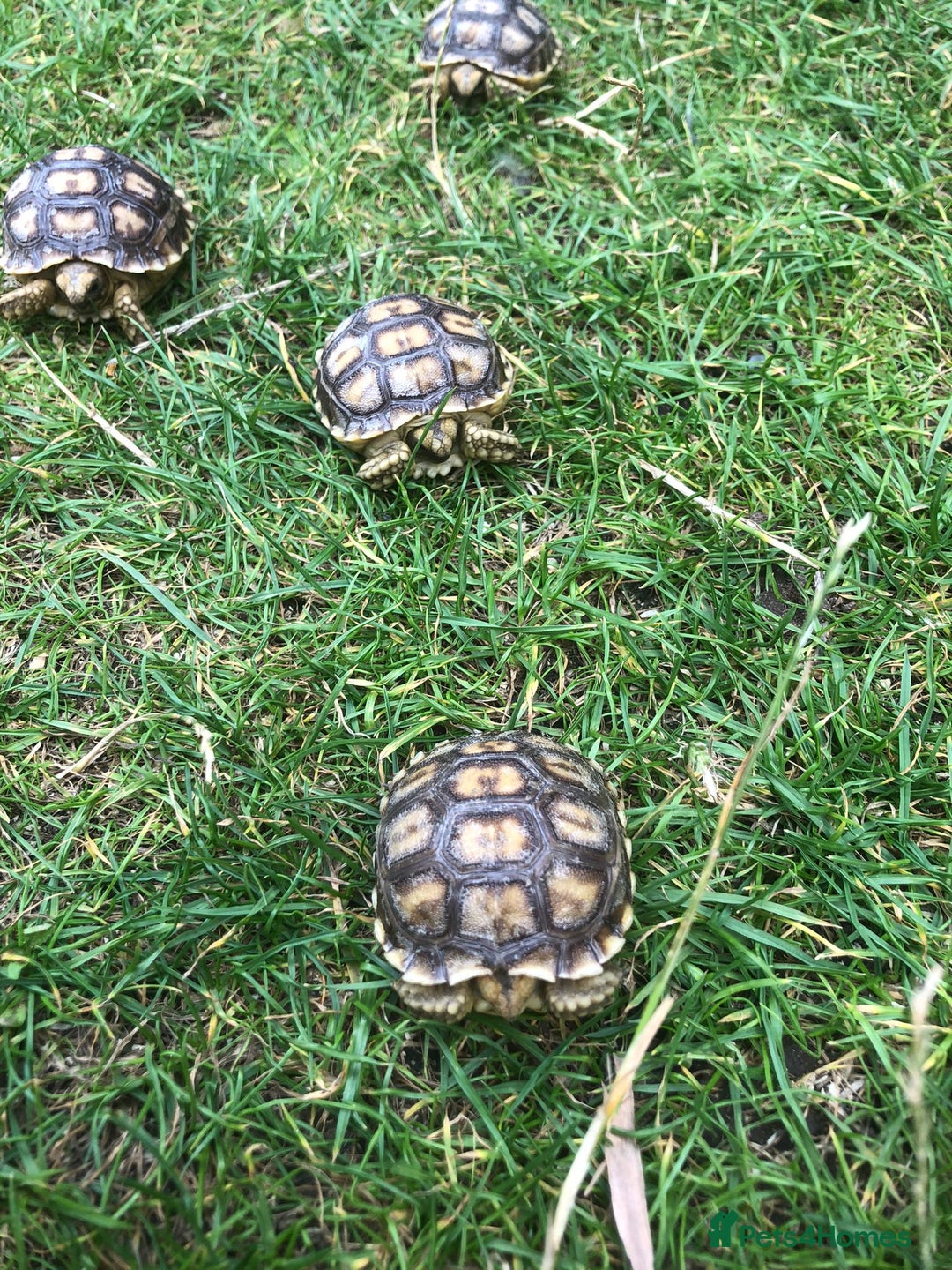 Tortoise reptiles for sale: Baby sulcata tortoises - Image 2