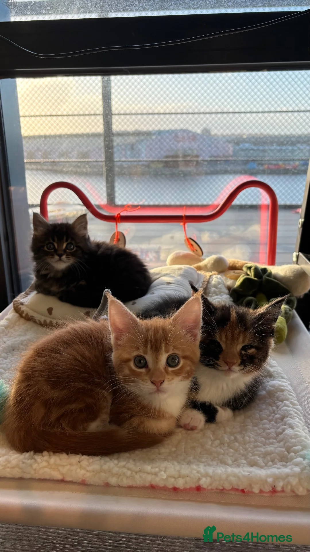 Maine Coon cats for sale: 3 maine coon girls ready in 3 weeks!!!🖤🧡🤍 in Birkenhead - Advert 2
