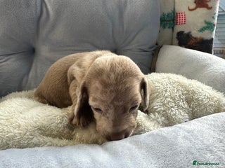 Miniature Dachshund dogs miniature Dachshund puppies KC - Advert 1