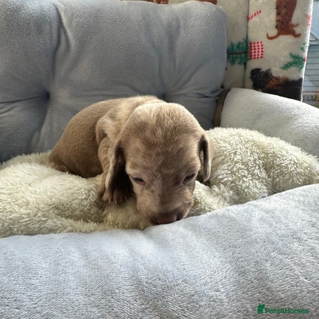 Miniature Dachshund dogs KC miniature Dachshund puppies - Advert 1