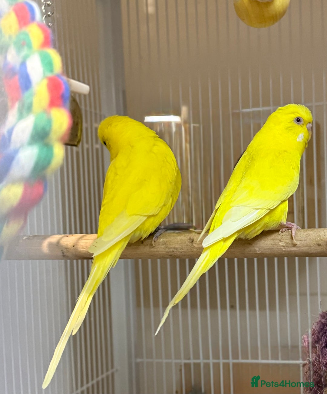 Budgerigars birds for sale: Bonded pair of beautiful yellow budgies  - Advert 11