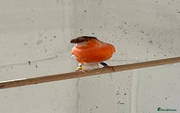 Canaries birds for sale: Canaries for sale - Image 5