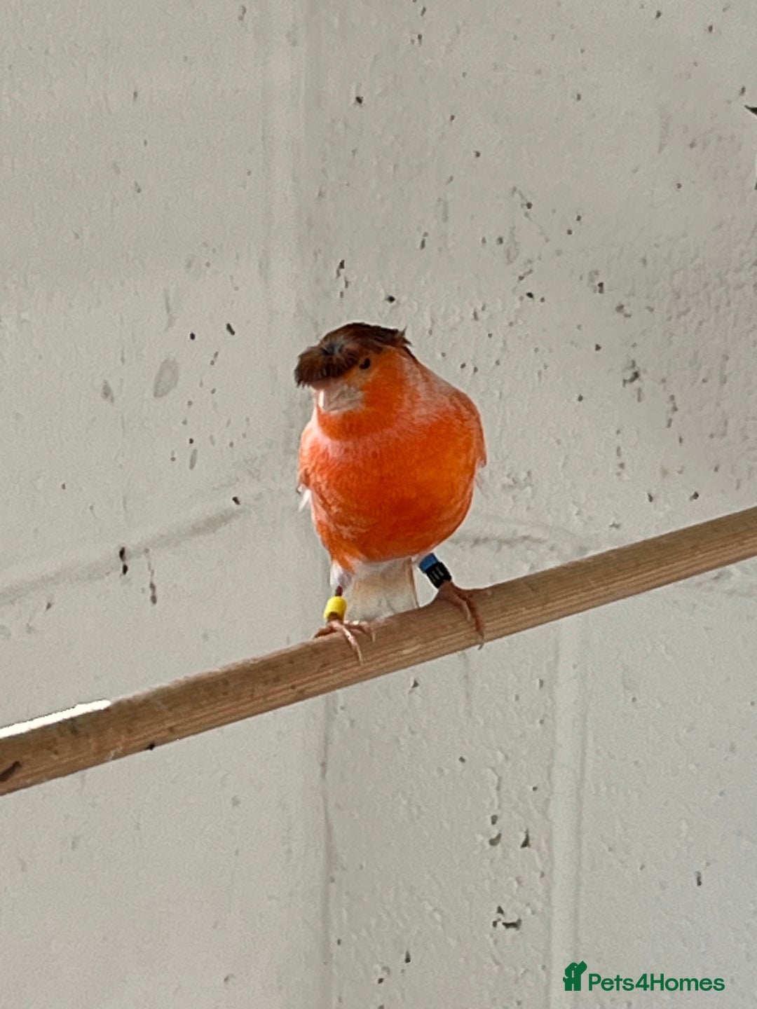 Canaries birds for sale: Canaries for sale - Image 5