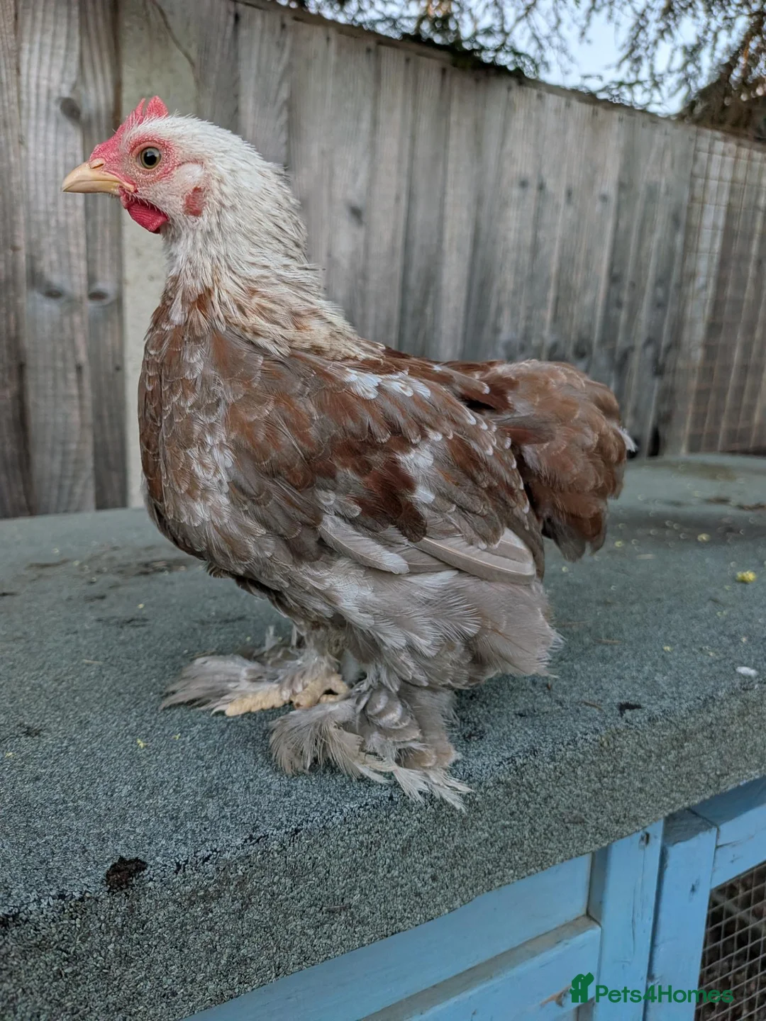Chickens poultry for sale: Pekin cockerels [all taken]  - Advert 2