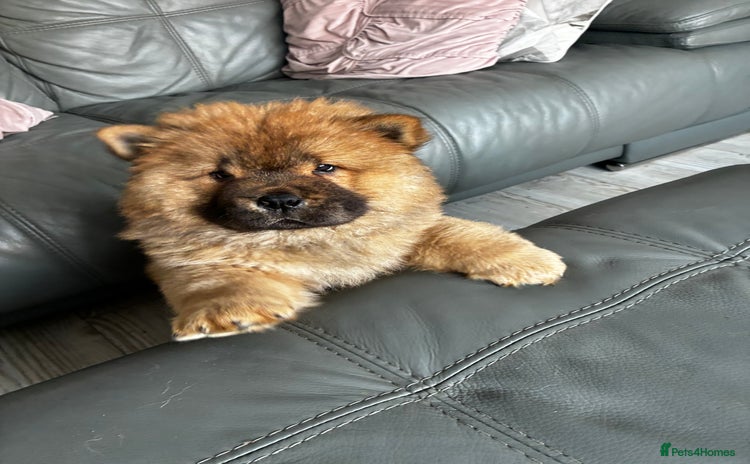 Chow Chow dogs - Advert 7