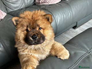 Chow Chow dogs - Advert 32