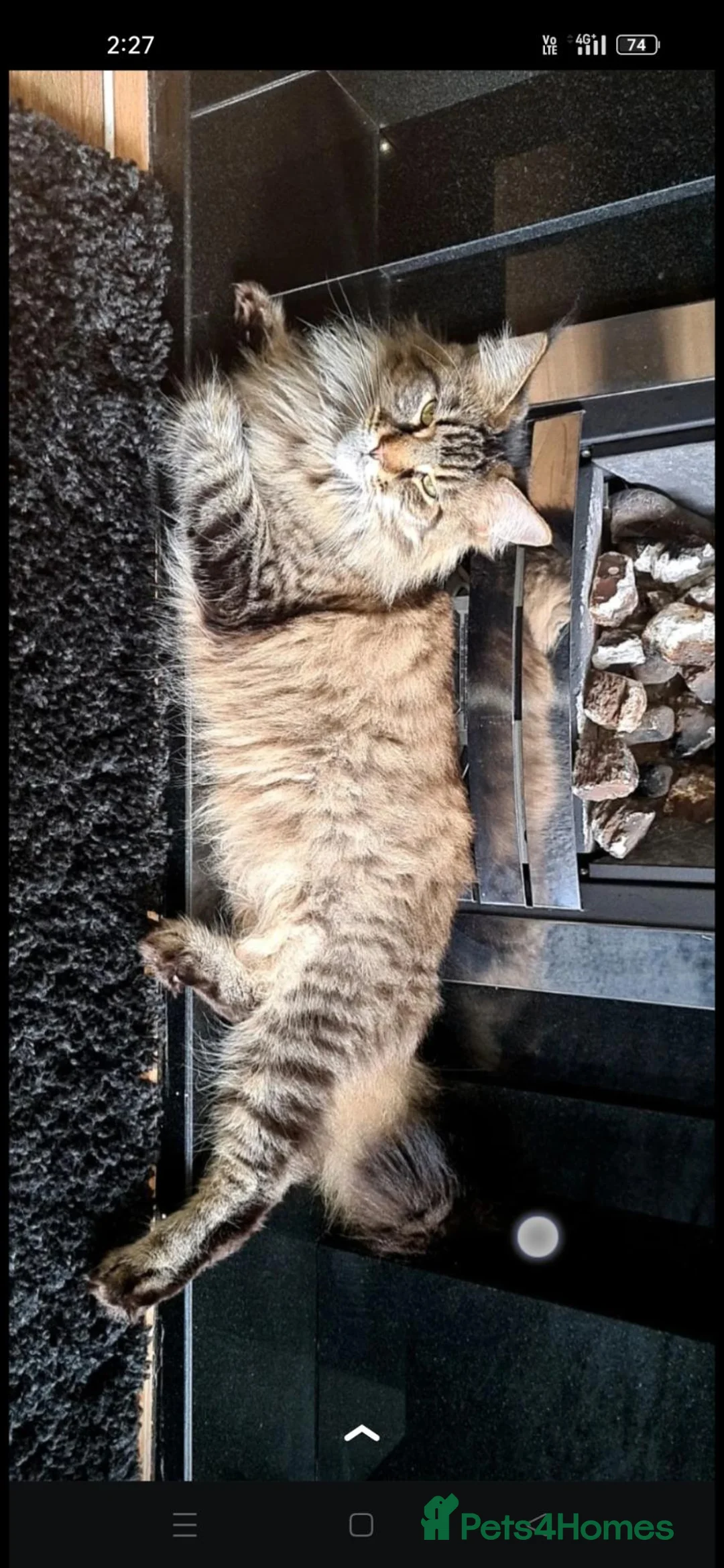 Maine Coon cats for sale: GCCF active mainecoon queen - Advert 1