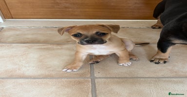Mixed Breed dogs - Advert 2