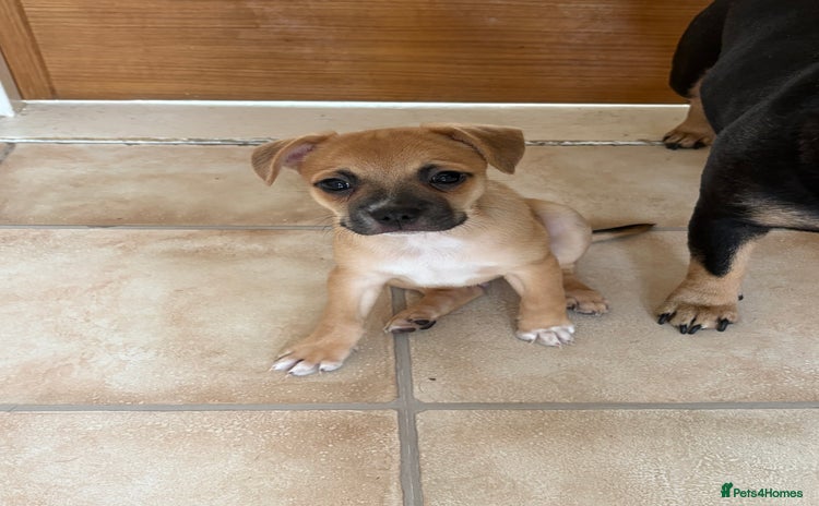 Mixed Breed dogs - Advert 5