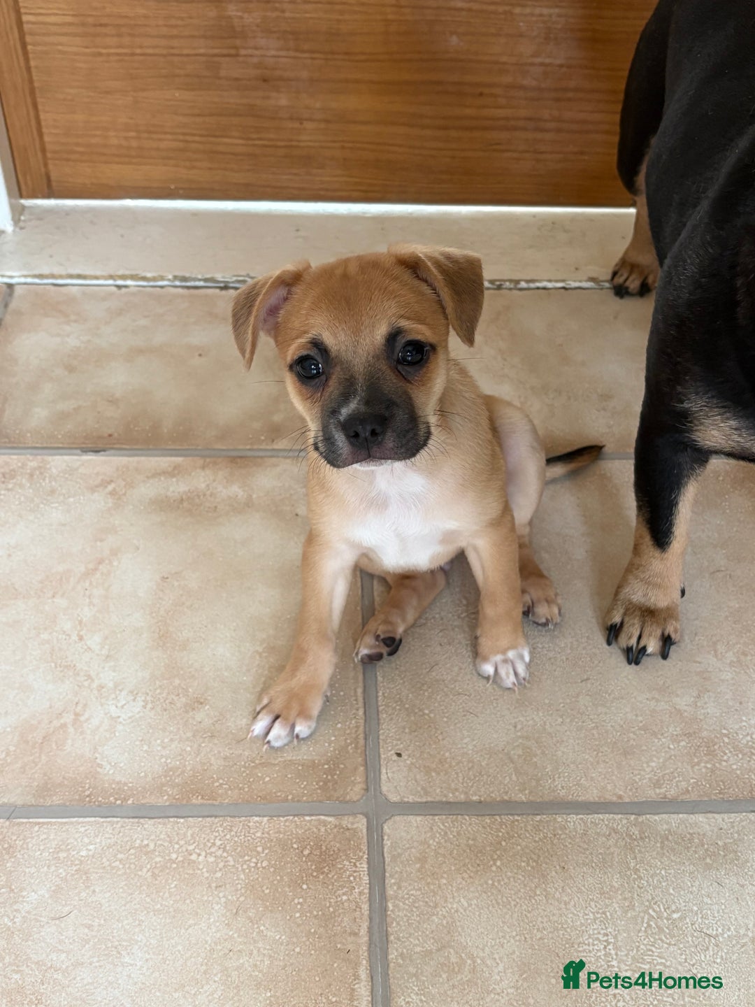 Mixed Breed dogs for sale: French bullhuahua - Image 1