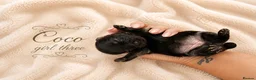 Pomchi dogs for sale: Beautiful family raised Pomchi puppies 💗 - Advert 4