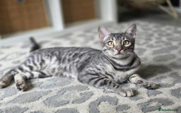 Bengal cats for sale: Blue Silver Rosetted Boy - Image 3